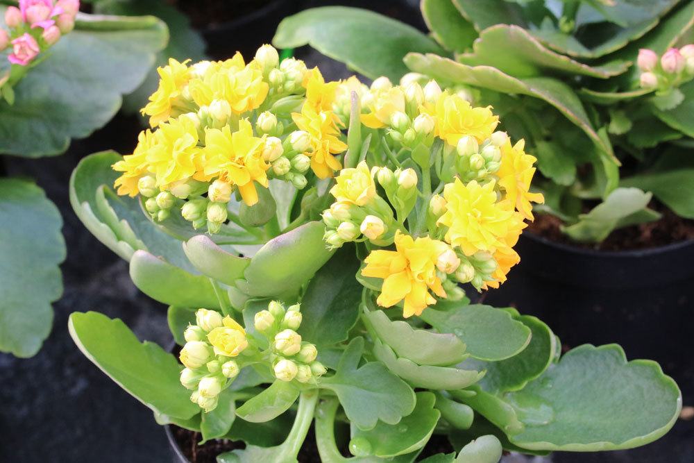 Flammendes Käthchen, Kalanchoe blossfeldiana