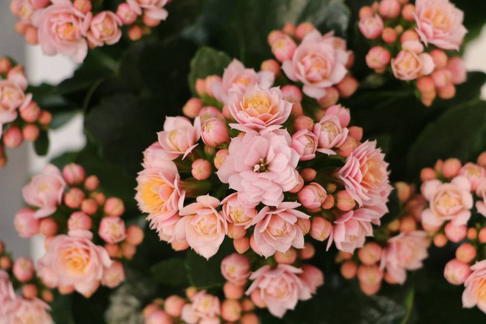 Flammendes Käthchen, Kalanchoe blossfeldiana