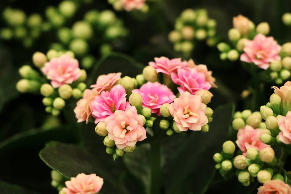 Flammendes Käthchen, Kalanchoe blossfeldiana