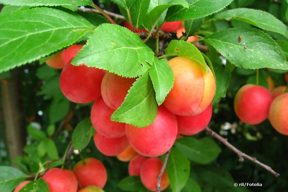 Kirschpflaume, Prunus cerasifera