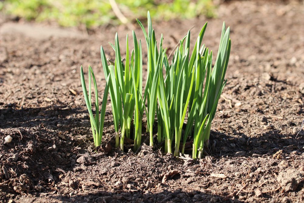 Knoblauch in der Erde