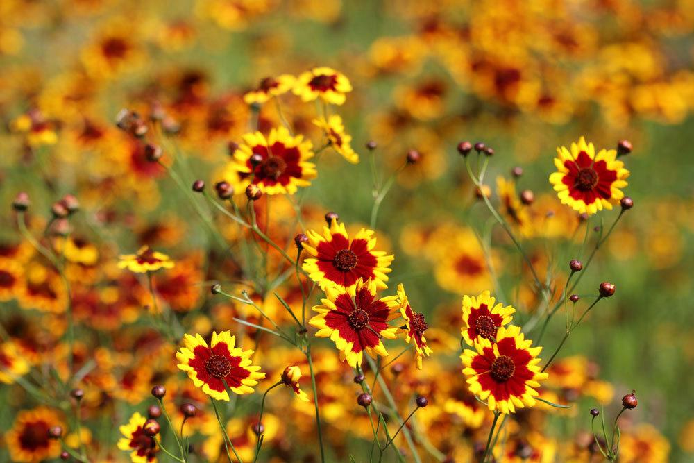 Kokardenblume 'Kobold', Gaillardia grandiflora