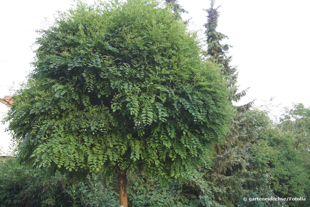 Robinia pseudoacacia `Umbraculifera'