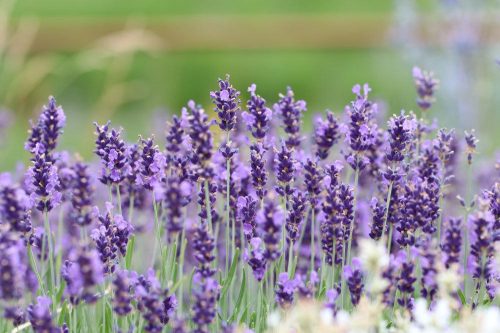 echter Lavendel, Lavandula angustifolia