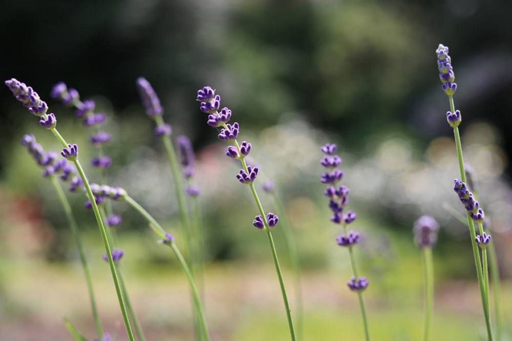 echter Lavendel, Lavandula angustifolia