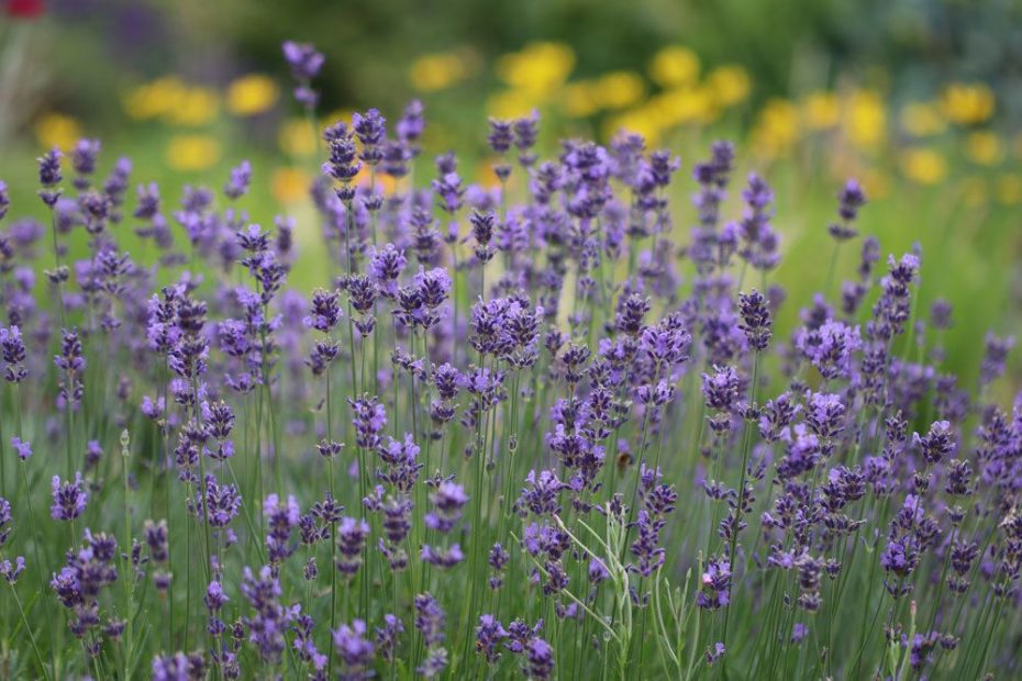 Lavendel umpflanzen Anleitung Wann sollte man ihn umsetzen?