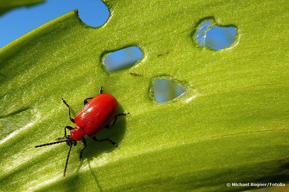 Lilioceris lilii frisst am liebsten Lilien