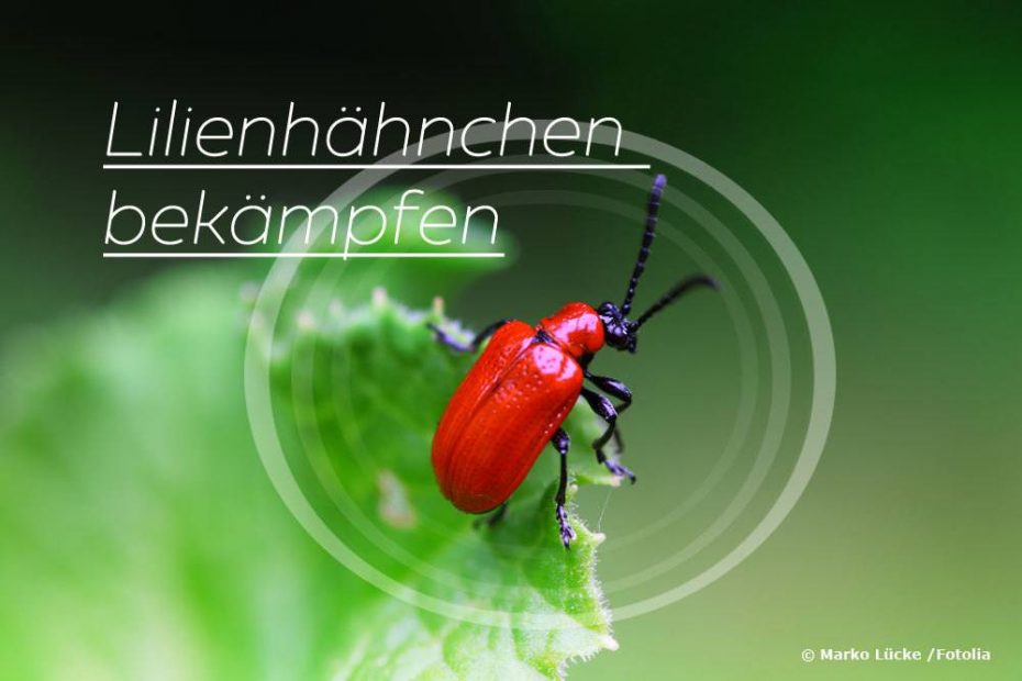 Sind Lilien winterhart? So winterfest sind LiliumArten wirklich