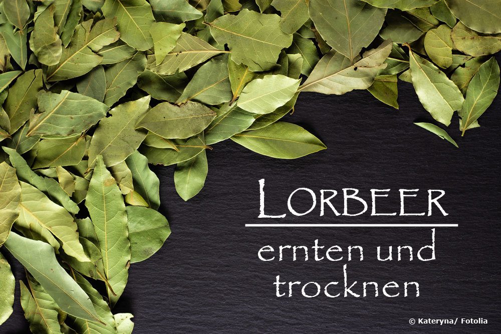 Lorbeer ernten und trocknen