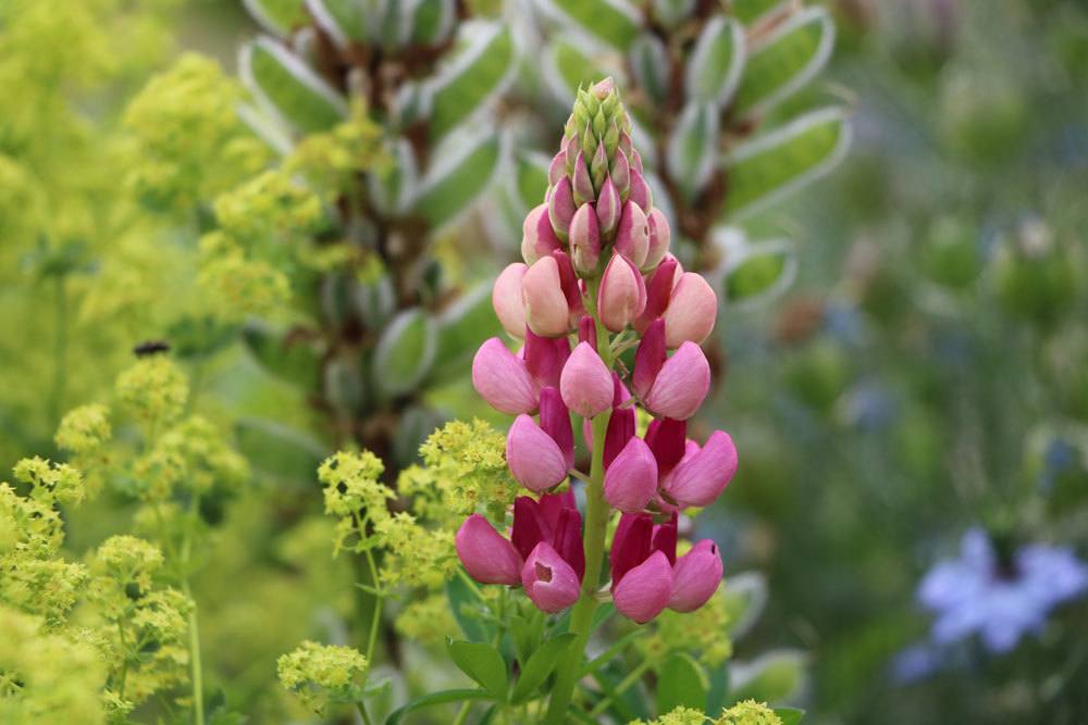 Lupine 'Schlossfrau', Lupinus polyphyllus