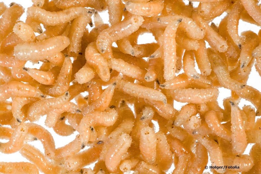 Maden Insect Madenfalle: so fangen und töten Sie die Maden im Haus