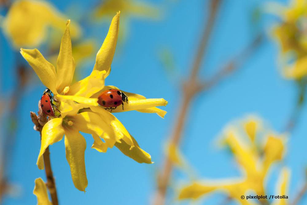 Marienkäfer auf Forsythie