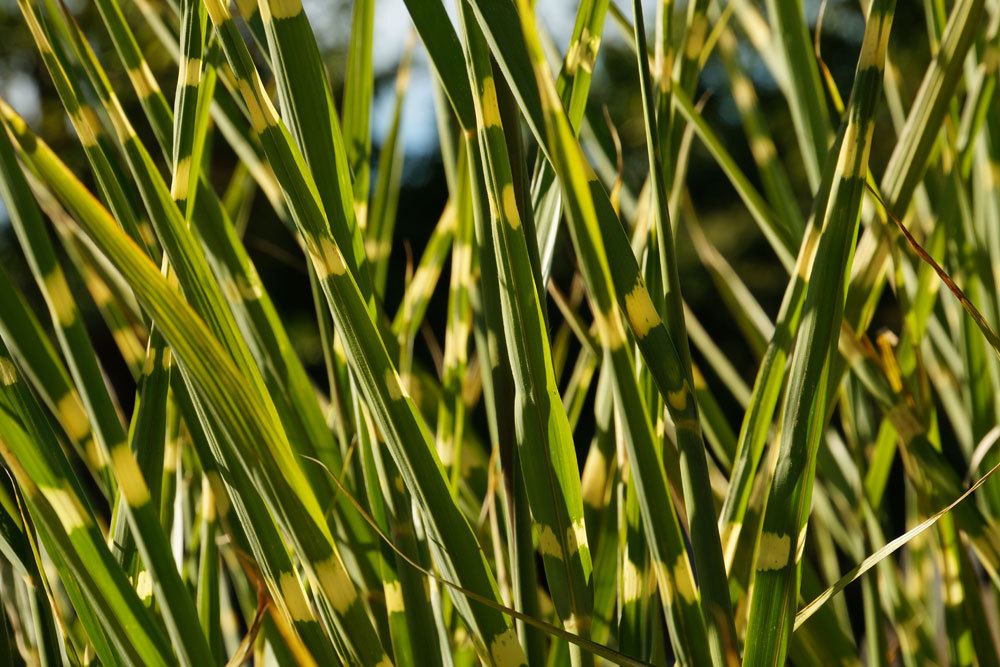 Zebragras / Tigergras Miscanthus sinensis