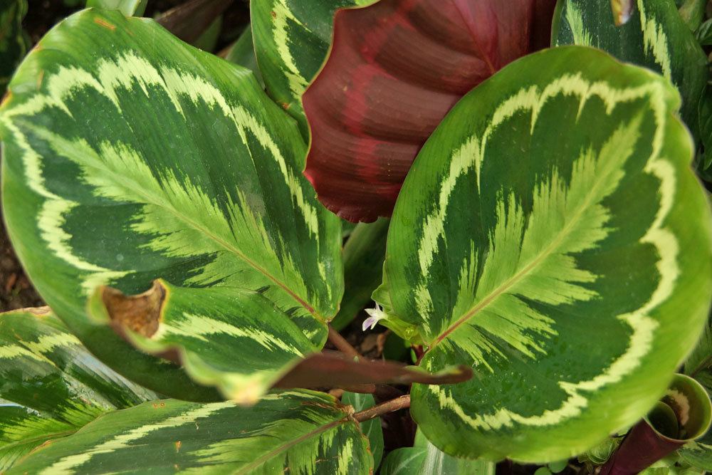 Pfeilblatt, Alocasia