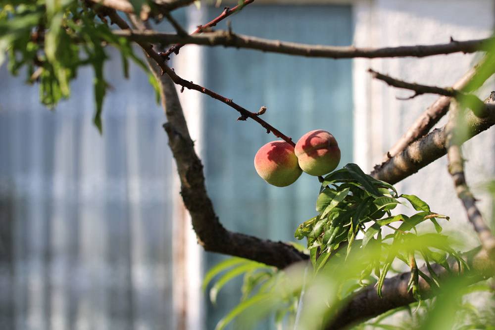 Pfirsichbaum, Prunus persica