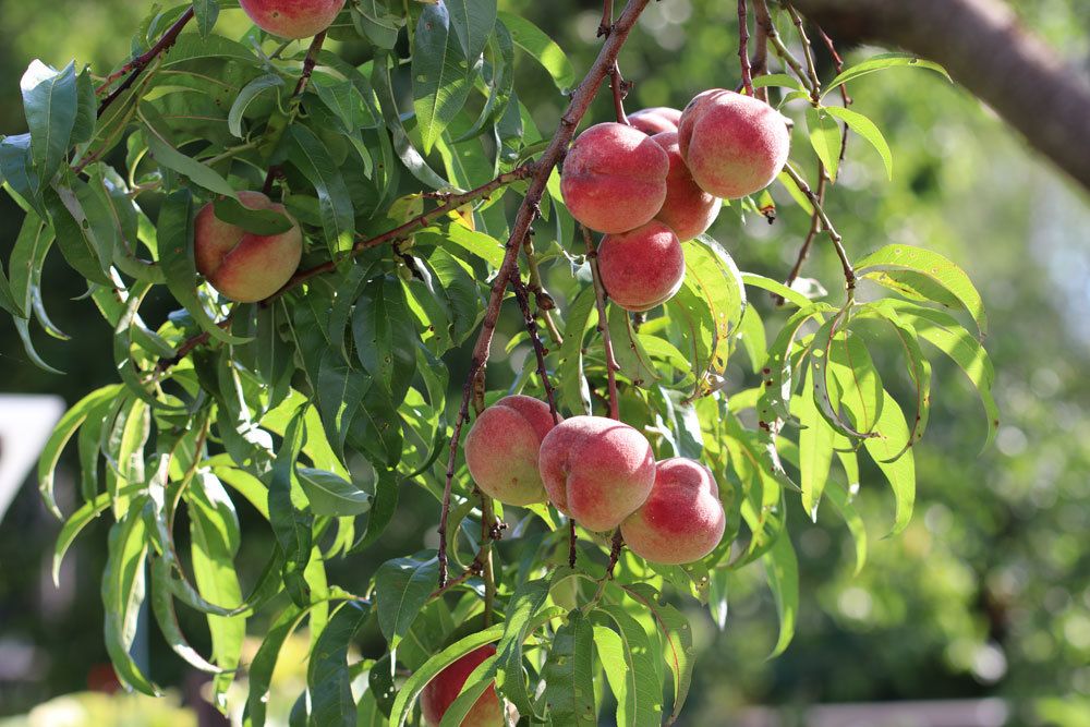 Pfirsichbaum, Prunus persica