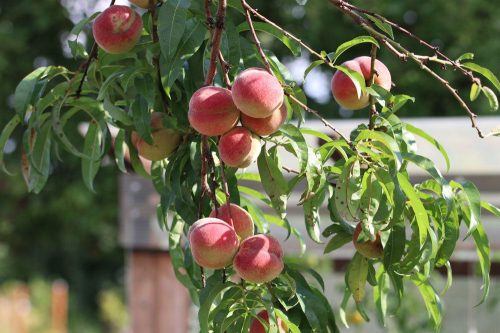 Pfirsichbaum, Prunus persica, Obstbäume