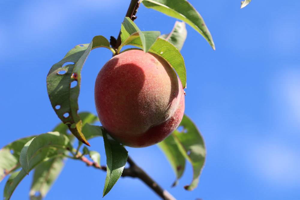 Pfirsichbaum, Prunus persica