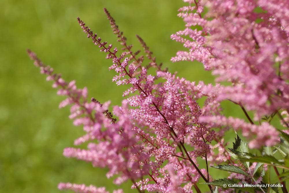 Prachtspiere 'Finale', Astilbe Chinensis-Hybride