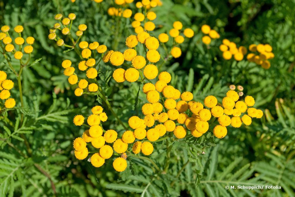 Rainfarn - Tanacetum vulgare