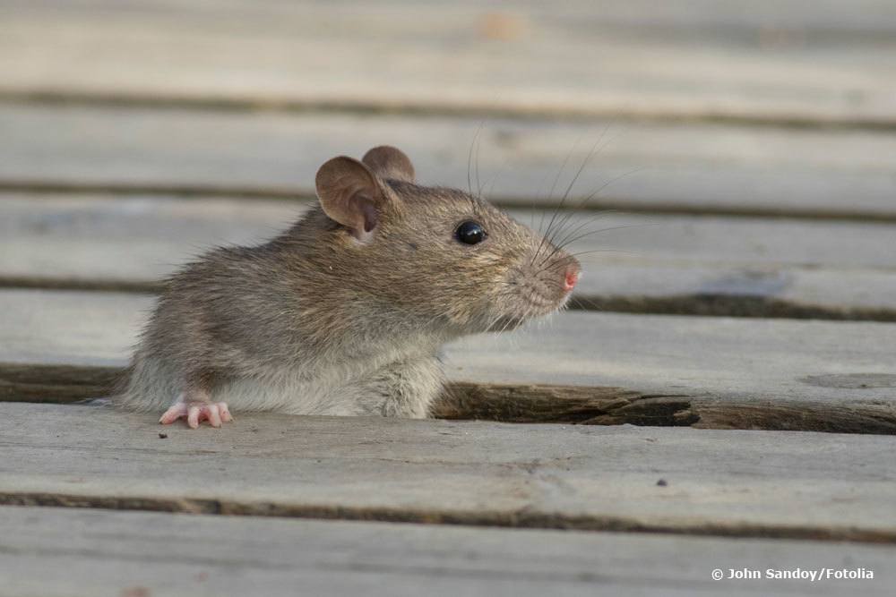 Ratte zwischen Holzbrettern