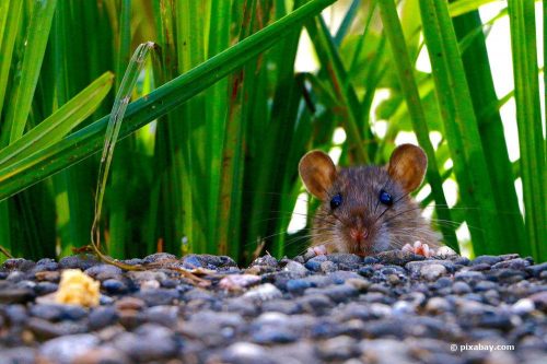 Ratte im Garten