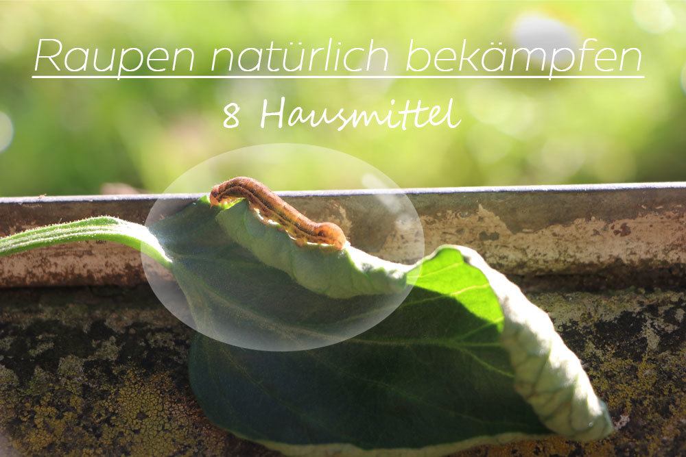 welche blumen für blumenkasten im schatten Blumen im Schatten – Knapkon main image 1