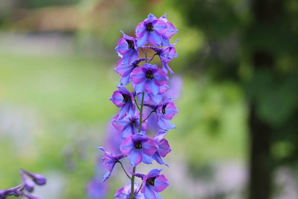 Rittersporn, Delphinium