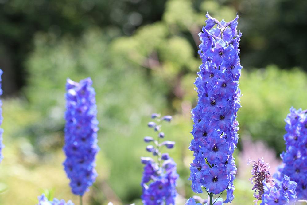 Rittersporn 'Atlantis'. Delphinium Belladonna-Hybride