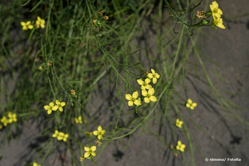 Rucola, Diplotaxis tenuifolia