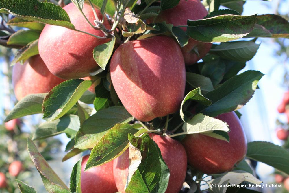 Säulenapfel