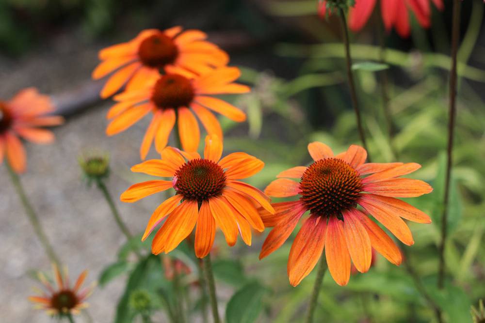 Scheinsonnenhut "Tangerine Dream" ,Echinacea purpurea