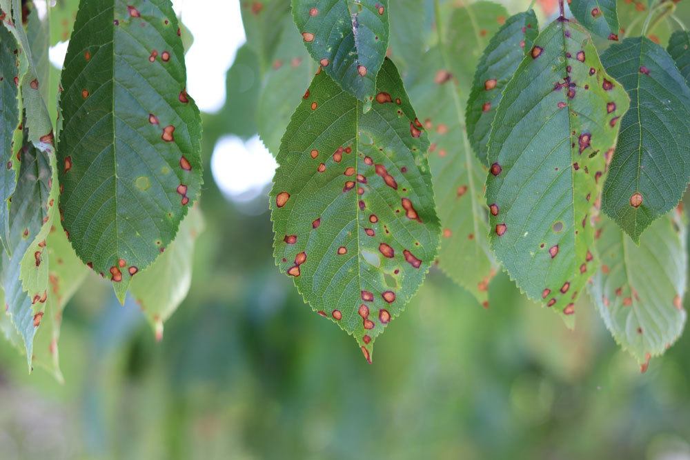 Schrotschusskrankheit an einem Kirschbaum