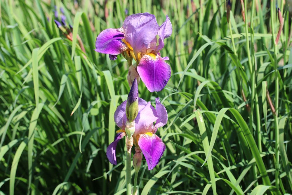 Schwertlilie, Iris