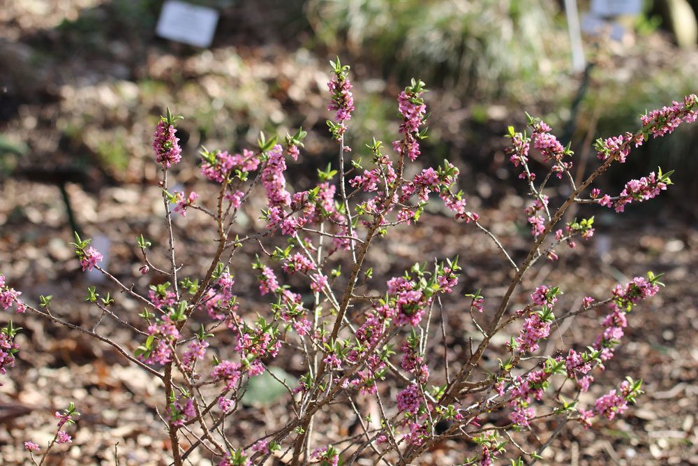 Seidelbast, Daphne-mezereum