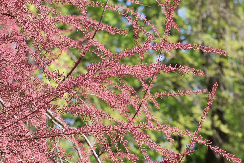 Sommertamariske, Tamarix ramosissima