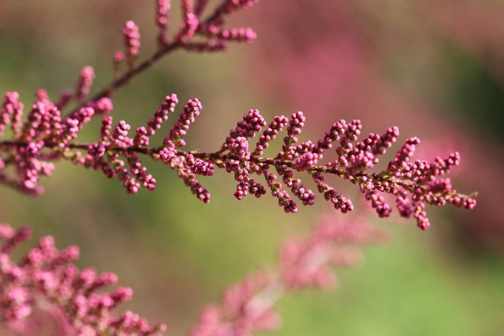 Sommertamariske, Tamarix ramosissima