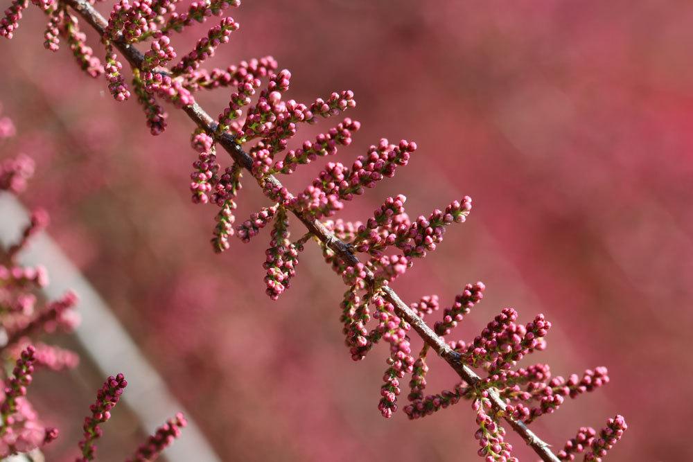 Sommertamariske, Tamarix ramosissima