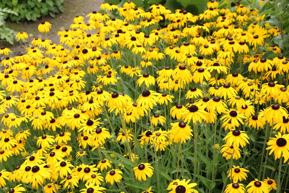 Sonnenhut 'Goldsturm', Rudbeckia fulgida var. sullivantii