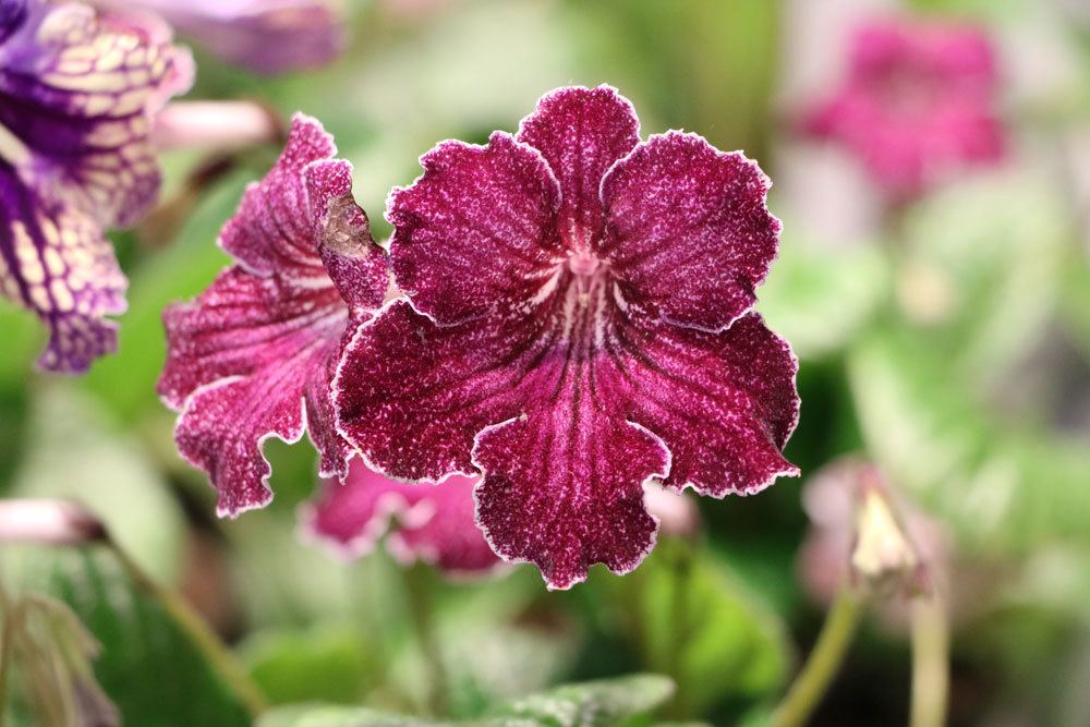 Drehfrucht, Streptocarpus