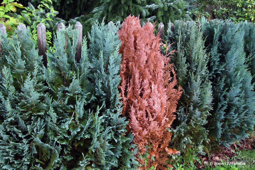 braune Thuja am Zaun