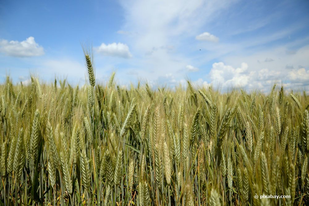 Triticale, Triticosecale