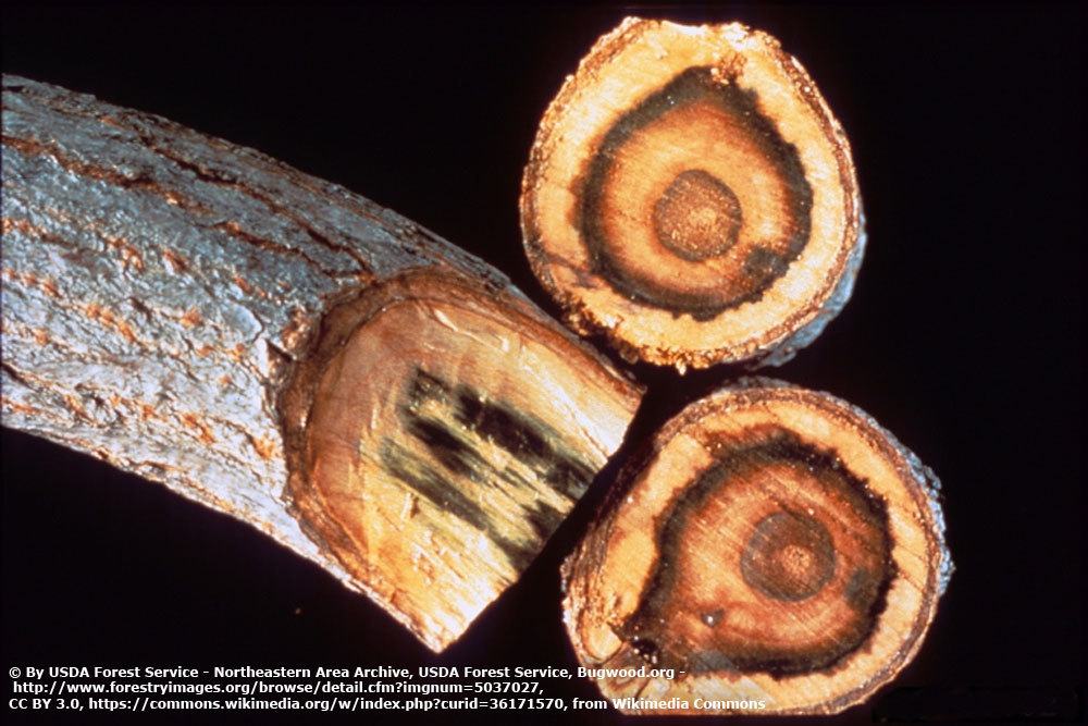 Verticillium im Astschnitt