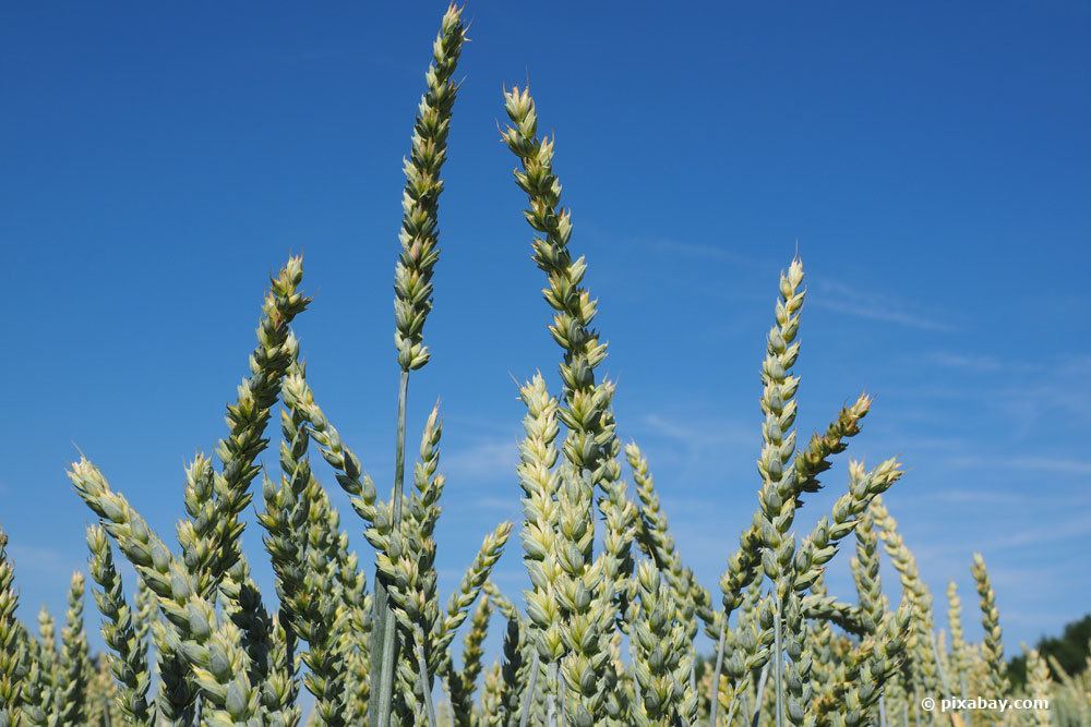 Weichweizen, Triticum aestivum