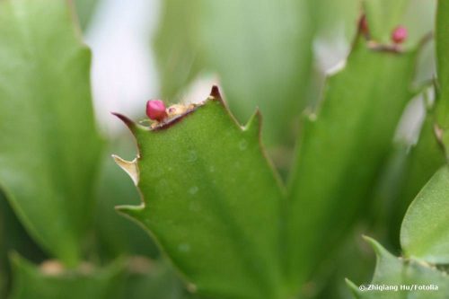 Weihnachtskaktus, Schlumbergera