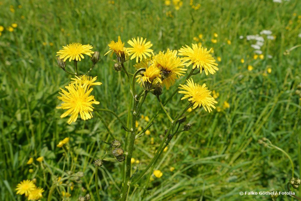 Wiesen-Pippau, crepis biennis