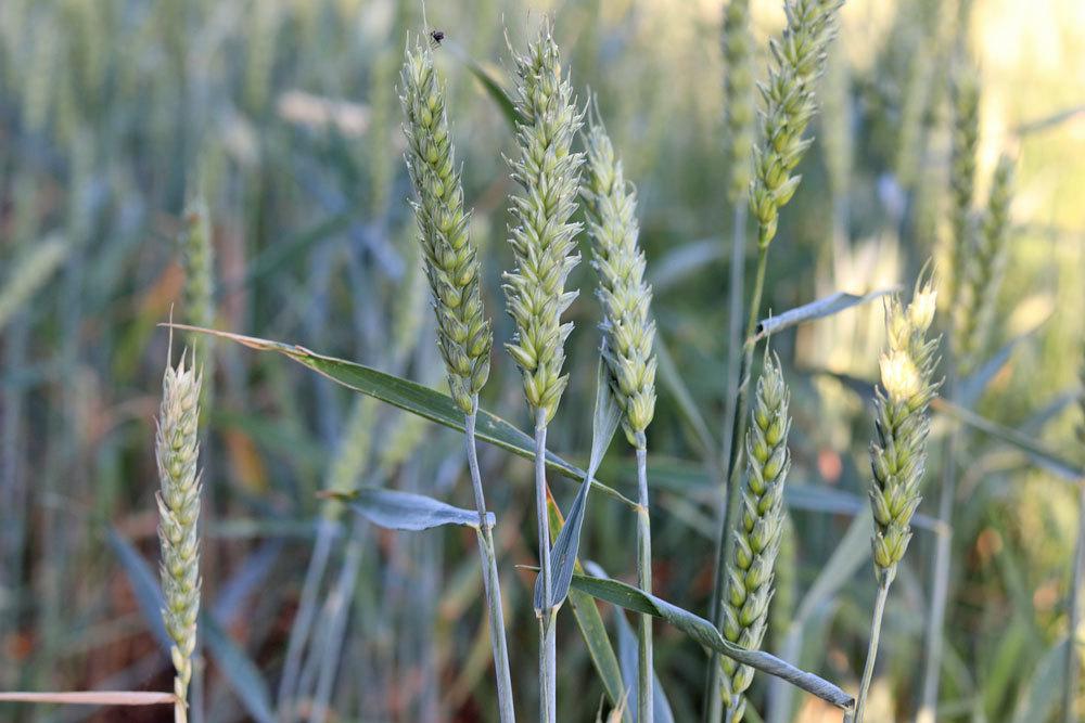 Winterweizen, Triticum