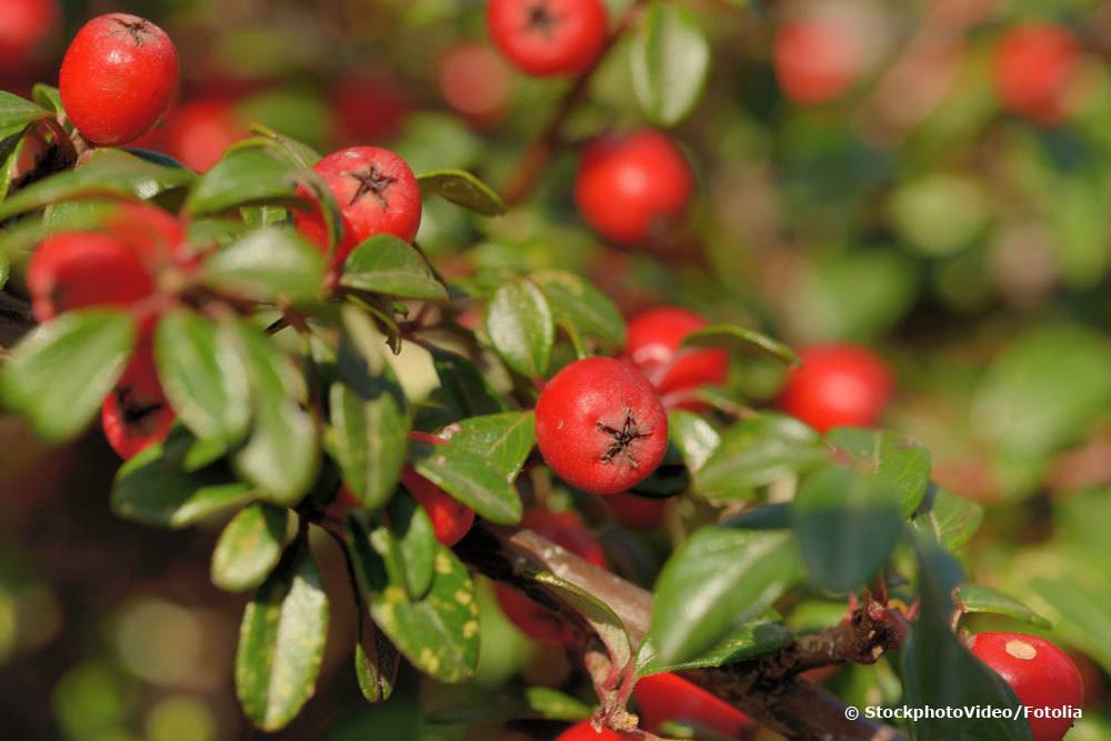 Zwergmispel, Cotoneaster