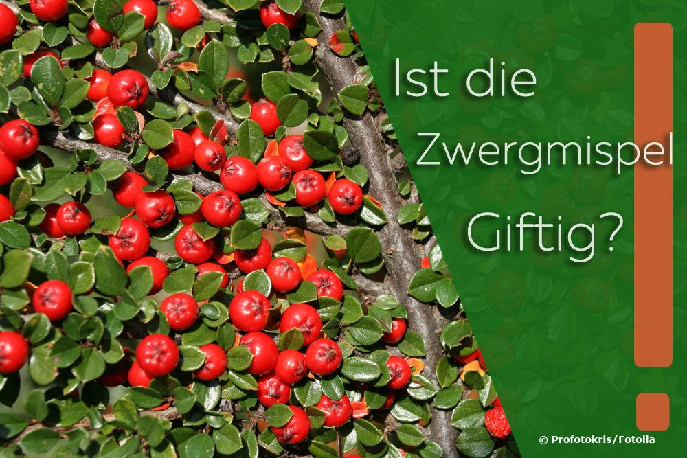 Zwergmispel, Cotoneaster