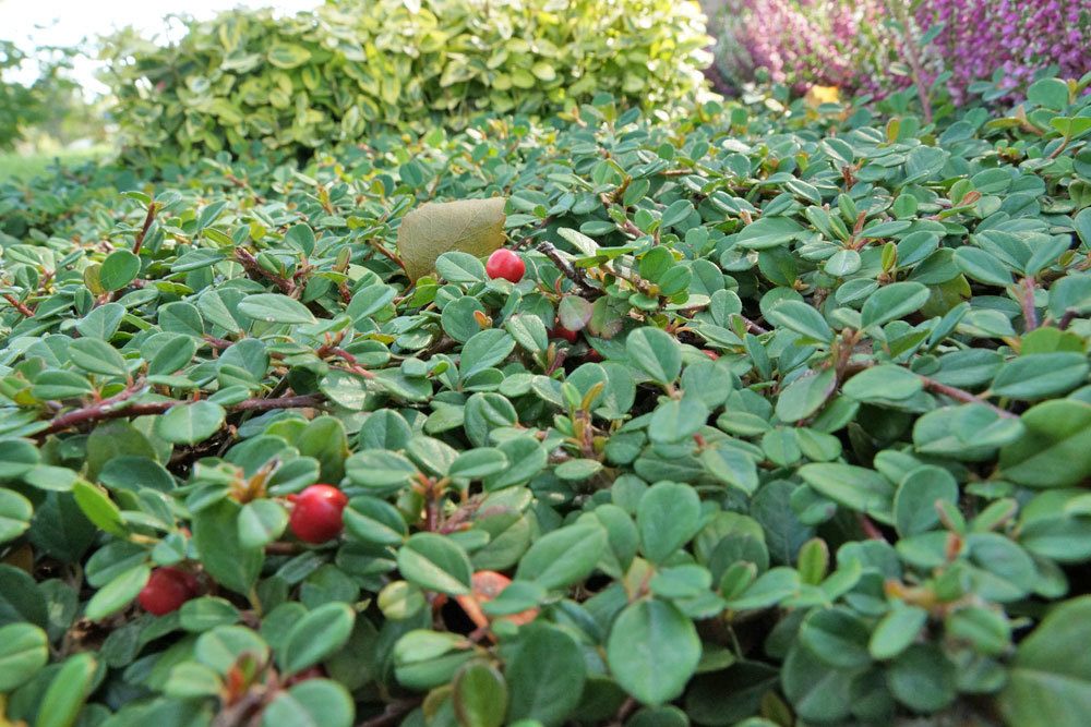 Zwergmispel, Cotoneaster